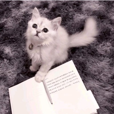 允言：超级可爱的小喵咪集（爱猫人士福利）