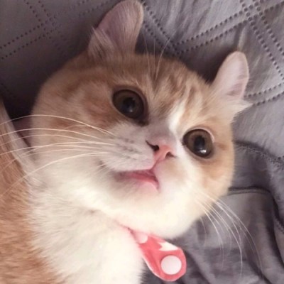 允言：超级可爱的小喵咪集（爱猫人士福利）