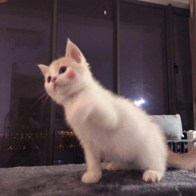 允言：超级可爱的小喵咪集（爱猫人士福利）