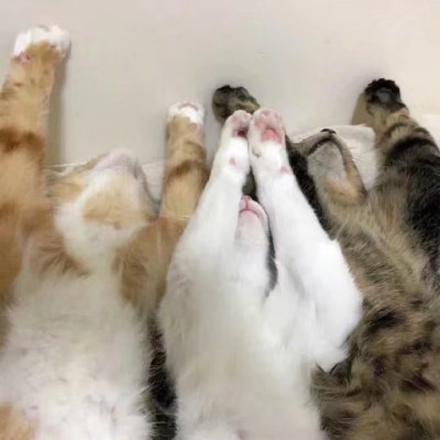 可爱猫咪头像.