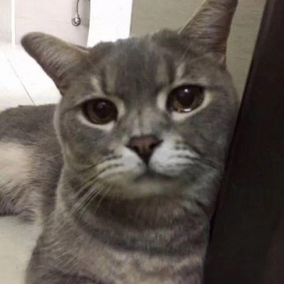 可爱猫咪头像.