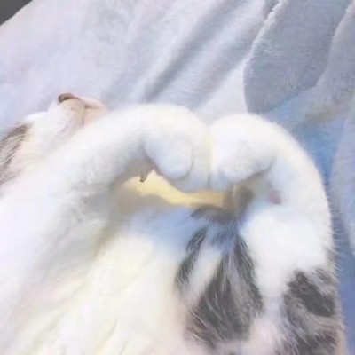 可爱猫咪头像.