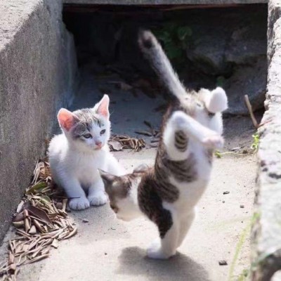 可爱猫咪头像.