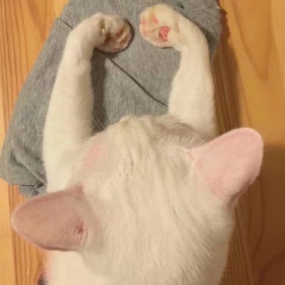 可爱猫咪头像.