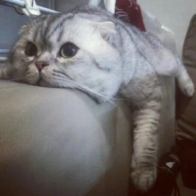 可爱猫咪头像.