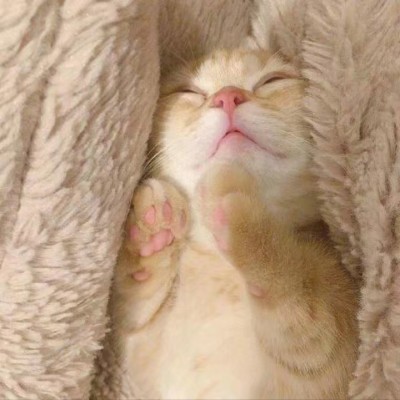 可爱猫咪头像.