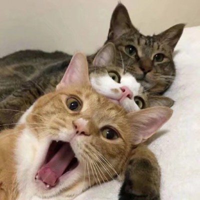 可爱猫咪头像.