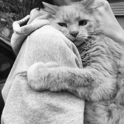 可爱猫咪头像.