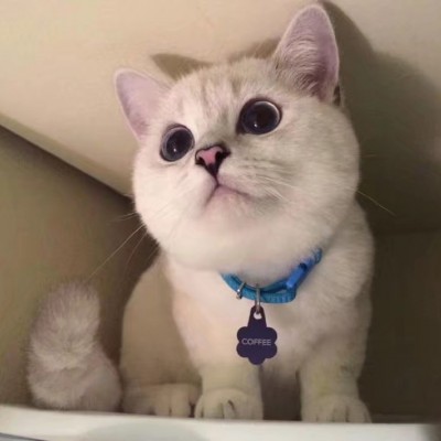 可爱猫咪头像.