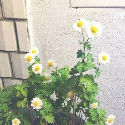 40岁左右女人微信头像     寄我阳光i