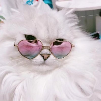 木木:可爱的动物头像 可爱到爆炸