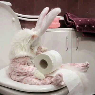 可爱猫咪，萌到你心化