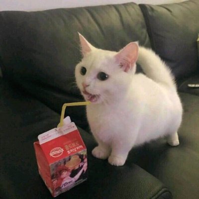 没你有猫足够