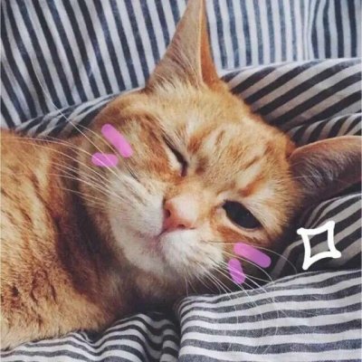 没你有猫足够