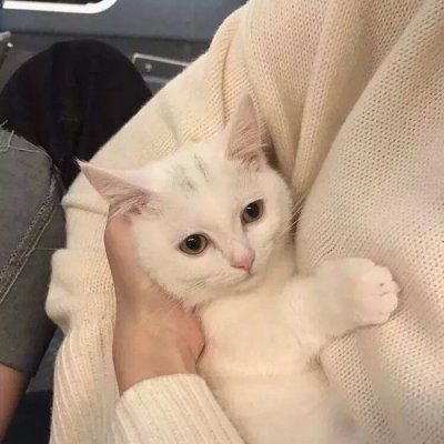 没你有猫足够