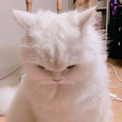 没你有猫足够