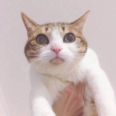 没你有猫足够