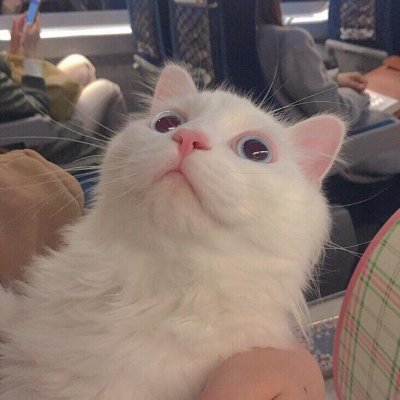 没你有猫足够