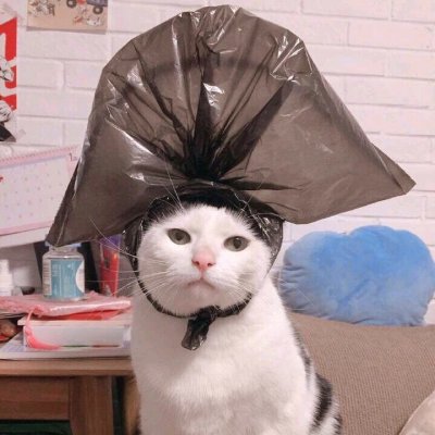 没你有猫足够