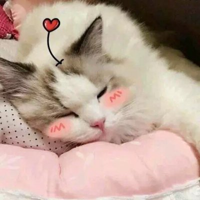 没你有猫足够