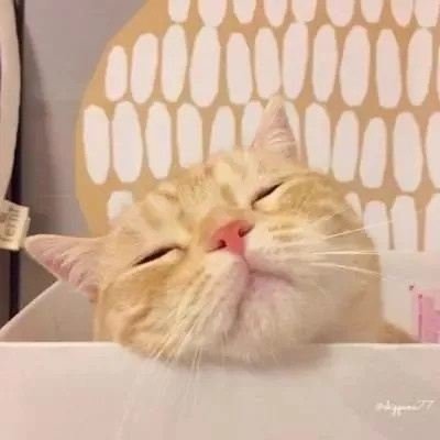没你有猫足够