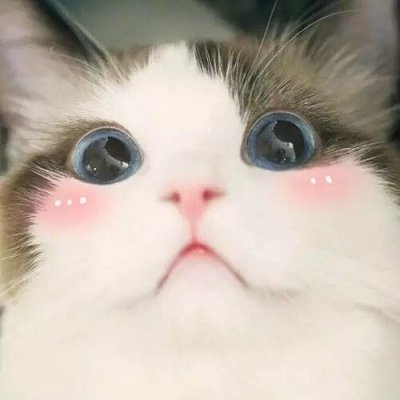没你有猫足够