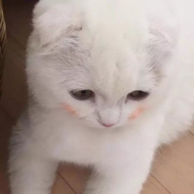 没你有猫足够