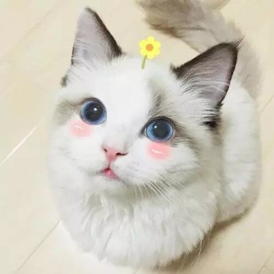 没你有猫足够