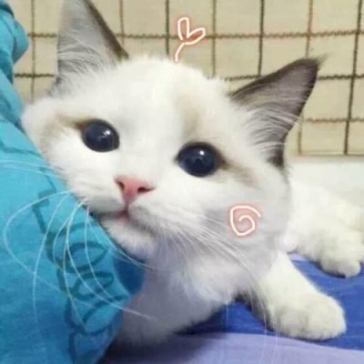 喵星人