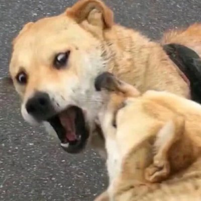 可爱情侣头像#搞怪