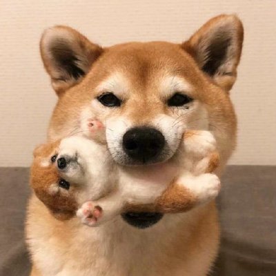 狗儿子图片不小心混了头猪
