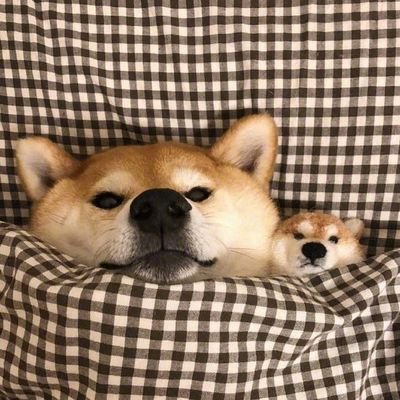 狗狗情侣头像