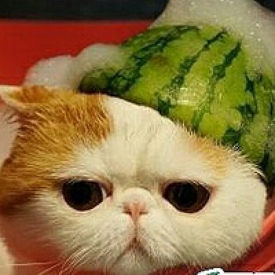猫咪头像：萌萌的闯进你心里
