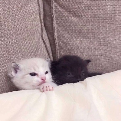 寻欢/2019猫头像/可爱qaq