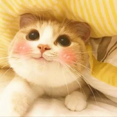 动物情头