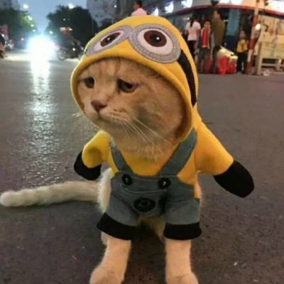 动物情头