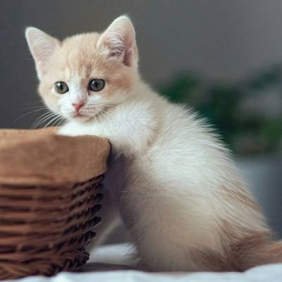 可爱小猫……留拿图☆