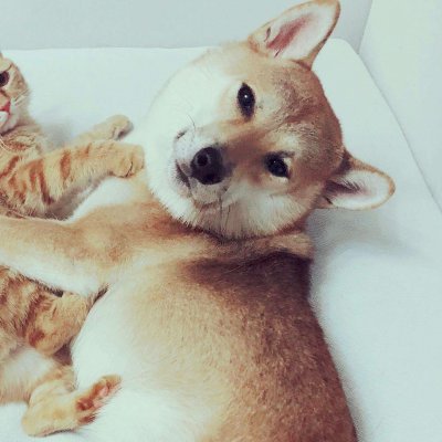 高颜值猫狗情侣头像?