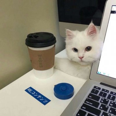 做我的喵~