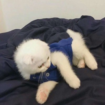 做我的喵~