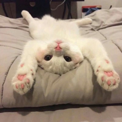 做我的喵~