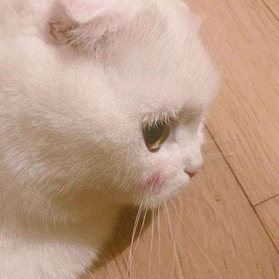 寻欢/可爱猫咪头像/宝贝哈哈哈