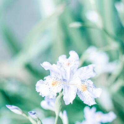 能带来好运的花系列微信头像       挂满幸运星的梦
