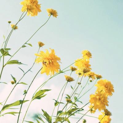 能带来好运的花系列微信头像       挂满幸运星的梦