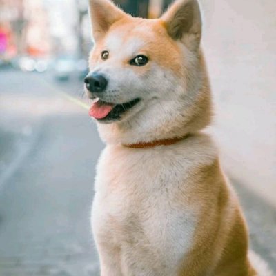狗子头像，可爱