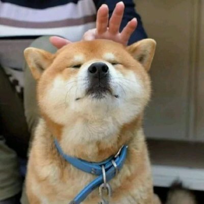 狗子头像，可爱