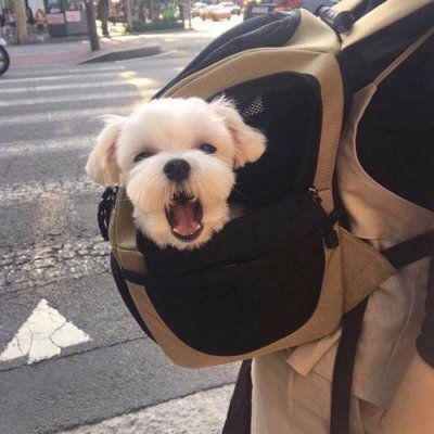 莜梓?可爱猫咪图片/猫奴快过来