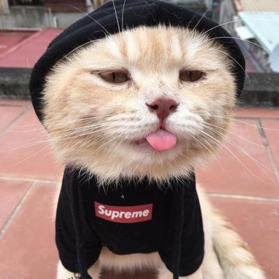 呆萌可爱的猫咪头像精选   有喜欢猫咪头像的嘛