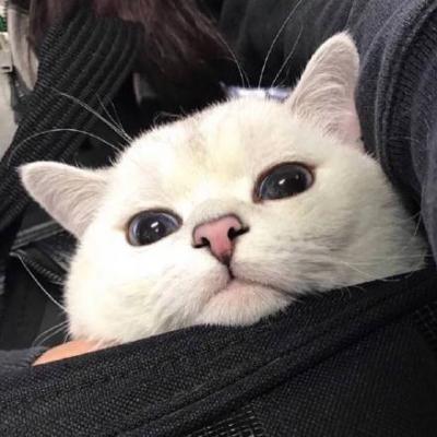 呆萌可爱的猫咪头像精选   有喜欢猫咪头像的嘛