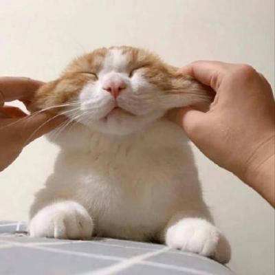 呆萌可爱的猫咪头像精选   有喜欢猫咪头像的嘛